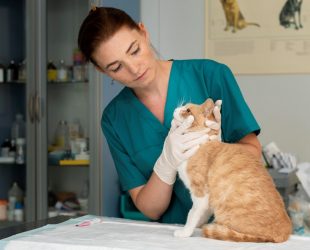 20220110091913close-up-on-veterinarian-taking-care-of-cat(1)_pv