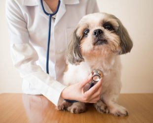 Young,Female,Veterinarian,Doctor,Examining,Shih,Tzu,Dog,With,Stethoscope