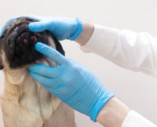 Veterinary,Doctor,In,Medical,Gloves,Examines,The,Dog,Head,Wounds.