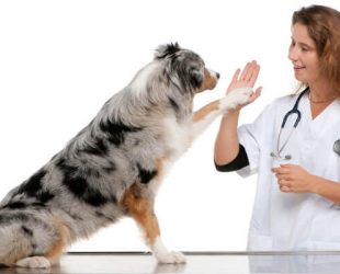 veterinario-dermatologista